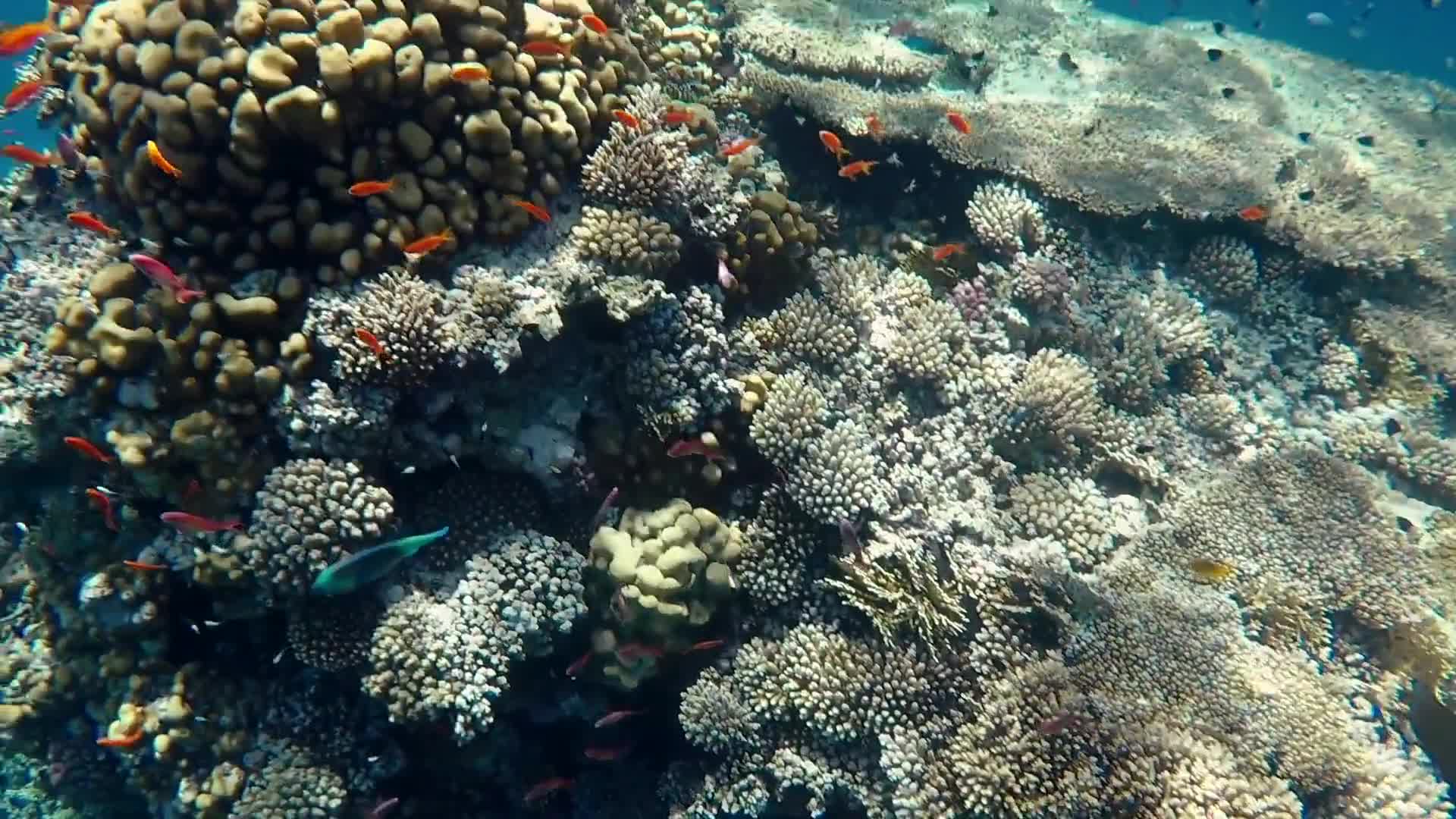 Underwater coral reefs, virtual reality and a forest waterfall